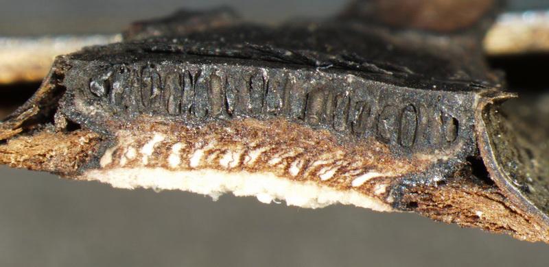 macrostoma