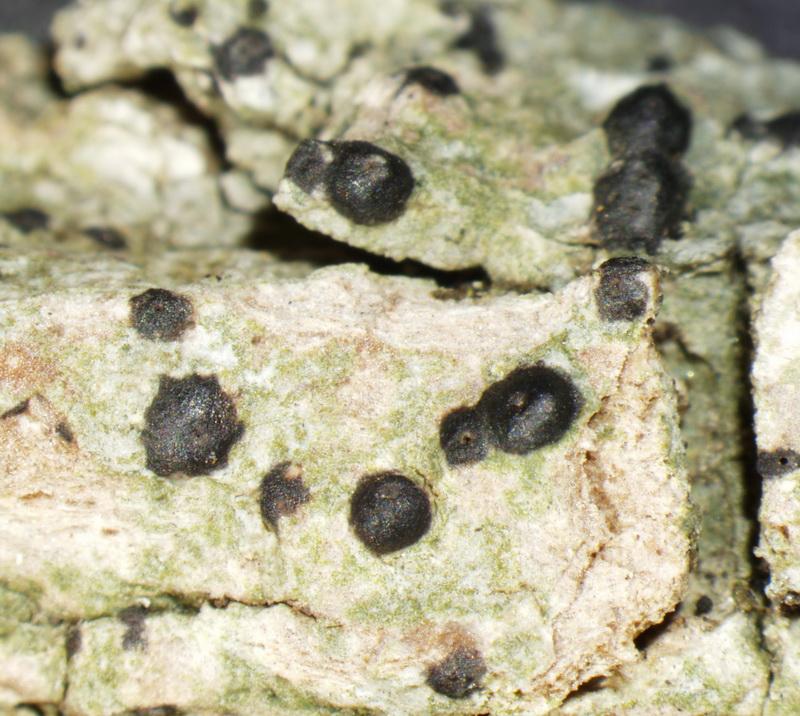 macrostoma