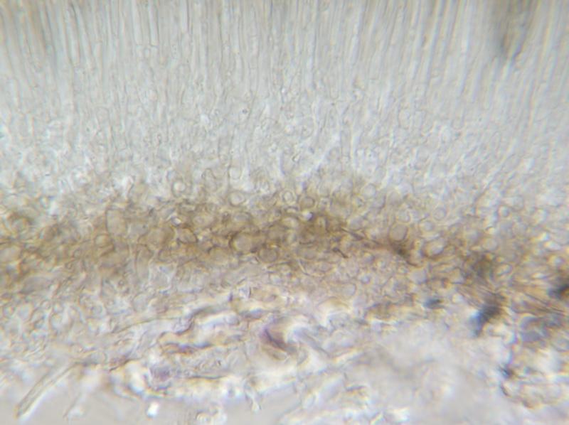 macrostoma
