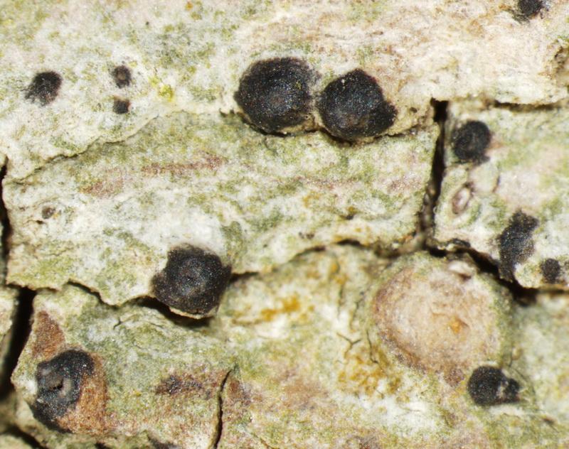 macrostoma