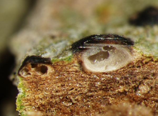 macrostoma