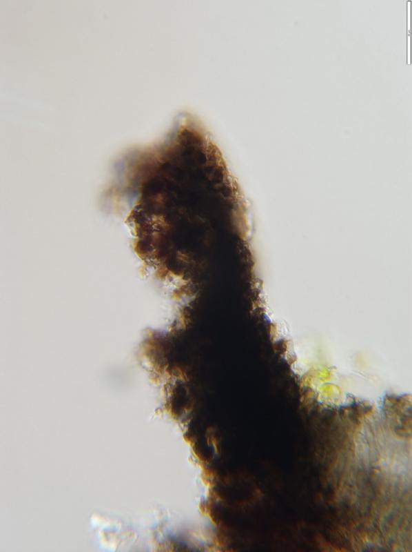 macrostoma