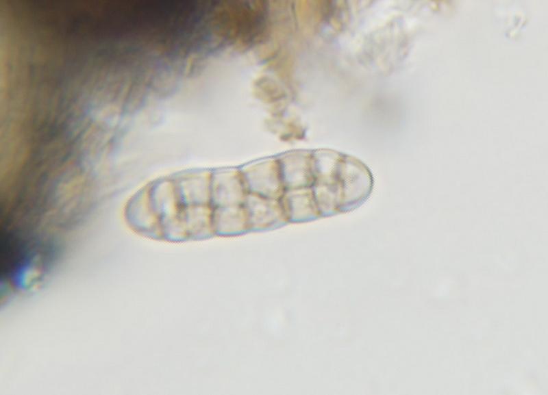 macrostoma