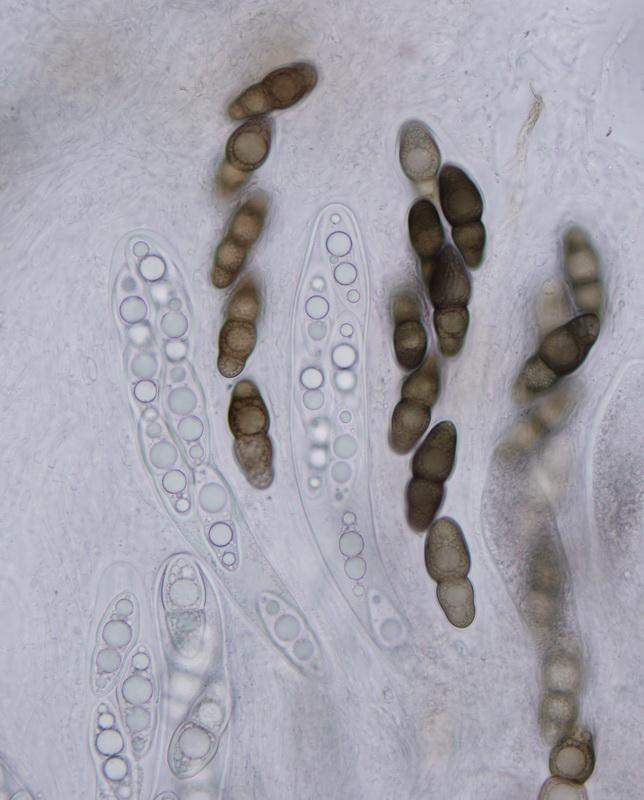 macrostoma