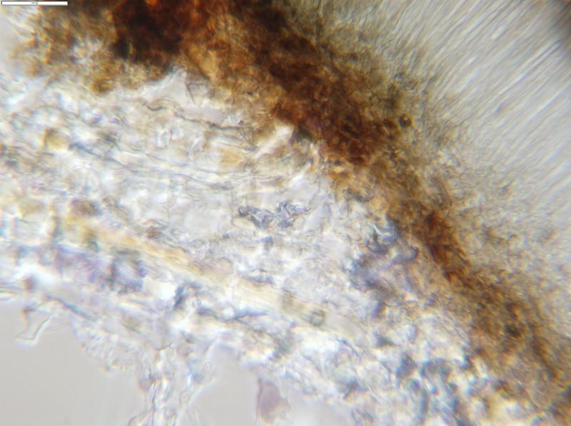 macrostoma