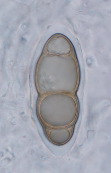macrostoma