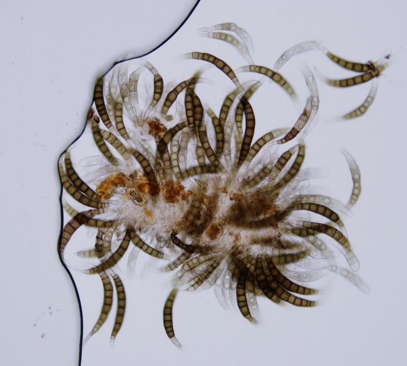 macrostoma
