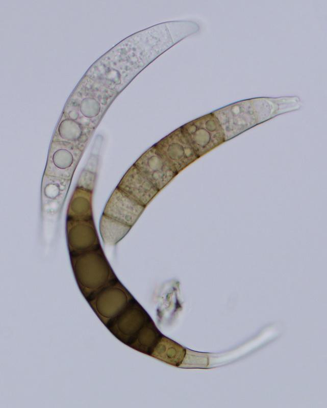 macrostoma
