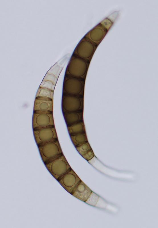 macrostoma