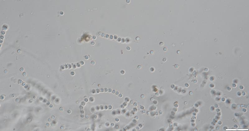 macrostoma