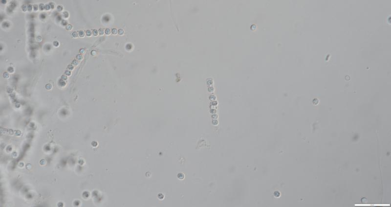 macrostoma
