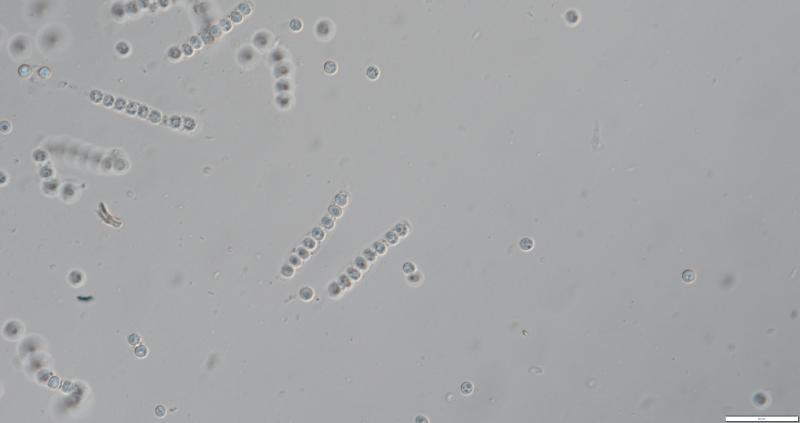 macrostoma