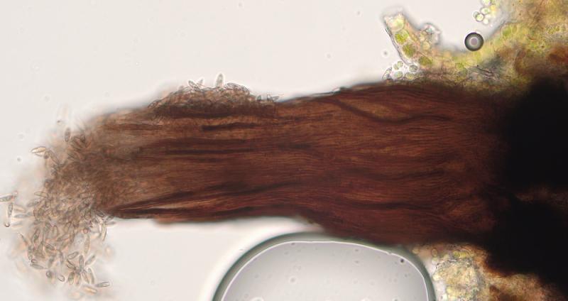 macrostoma