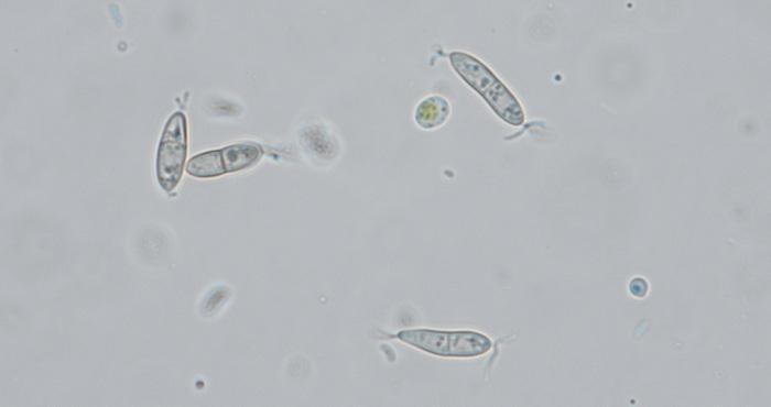 macrostoma