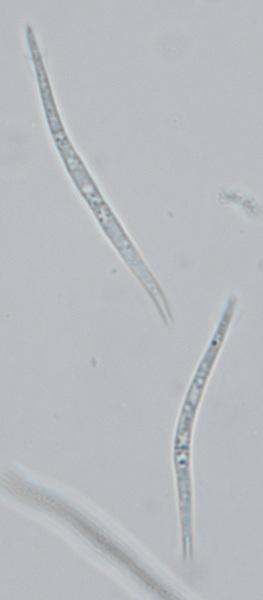 macrostoma