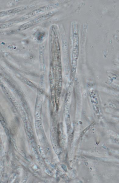 macrostoma