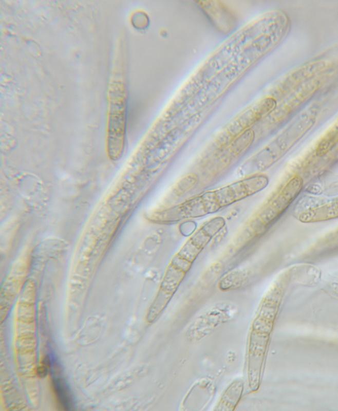 macrostoma