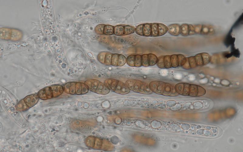 macrostoma