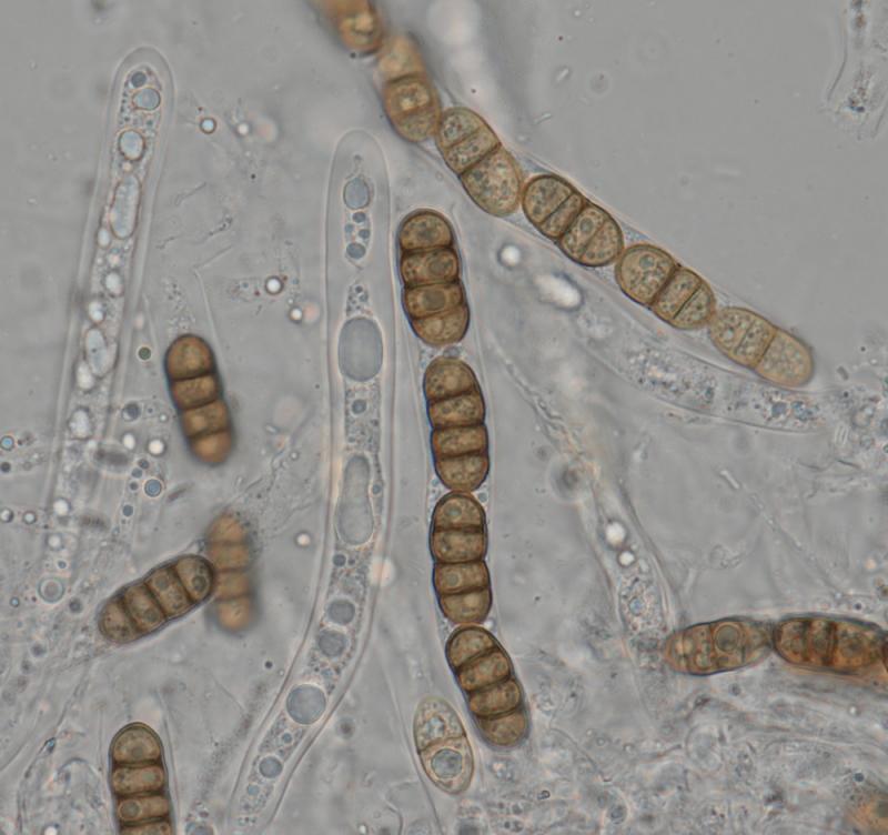 macrostoma