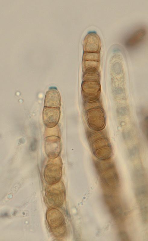 macrostoma