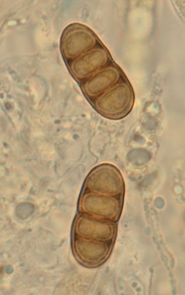 macrostoma