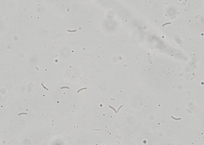 macrostoma