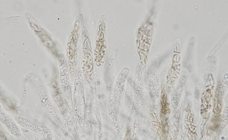 macrostoma