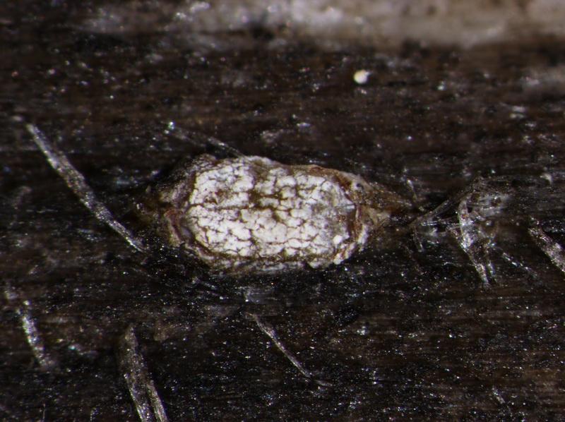 macrostoma