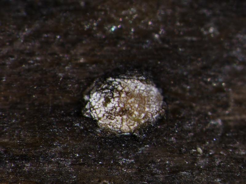 macrostoma