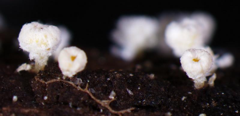 macrostoma
