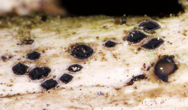 macrostoma
