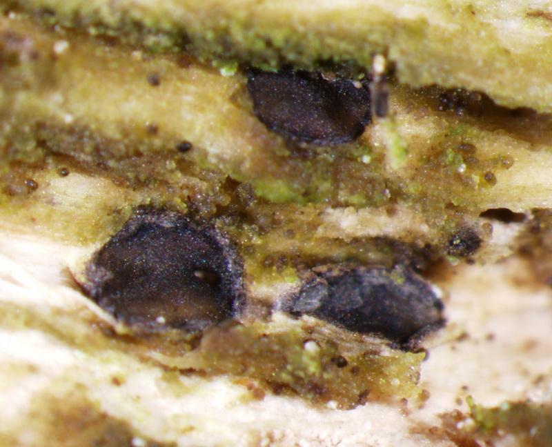macrostoma