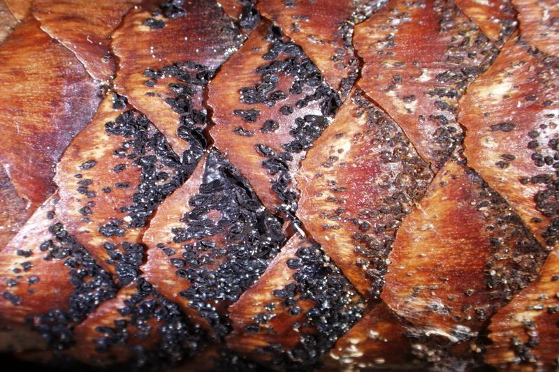 macrostoma