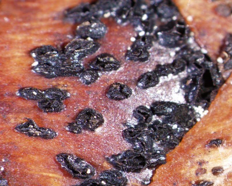 macrostoma