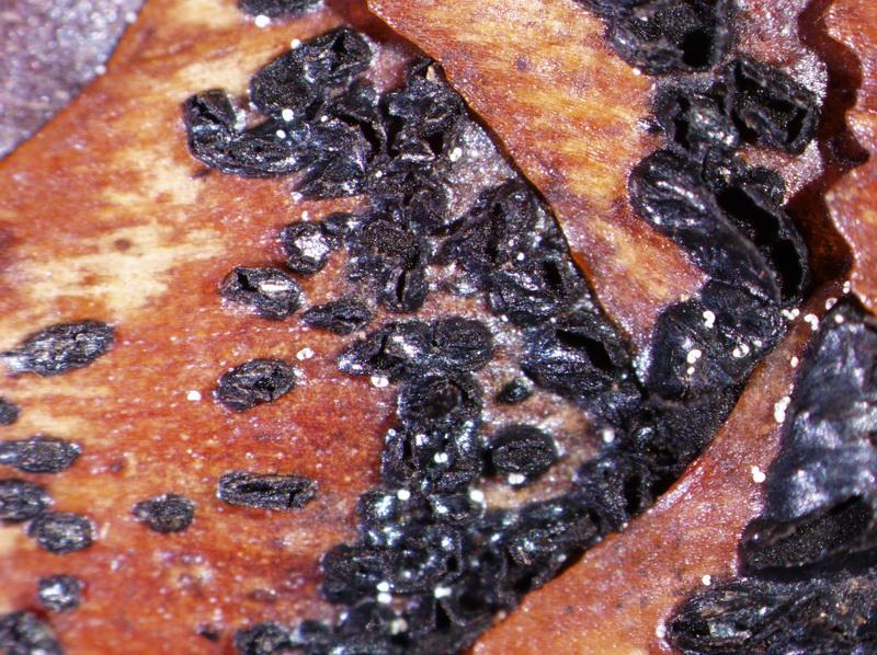 macrostoma