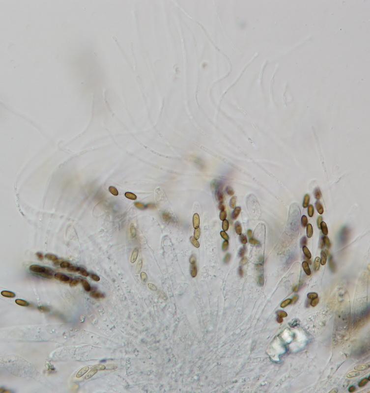macrostoma