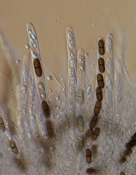 macrostoma