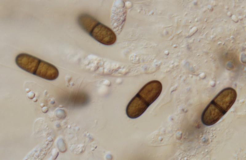 macrostoma
