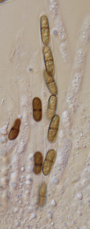 macrostoma