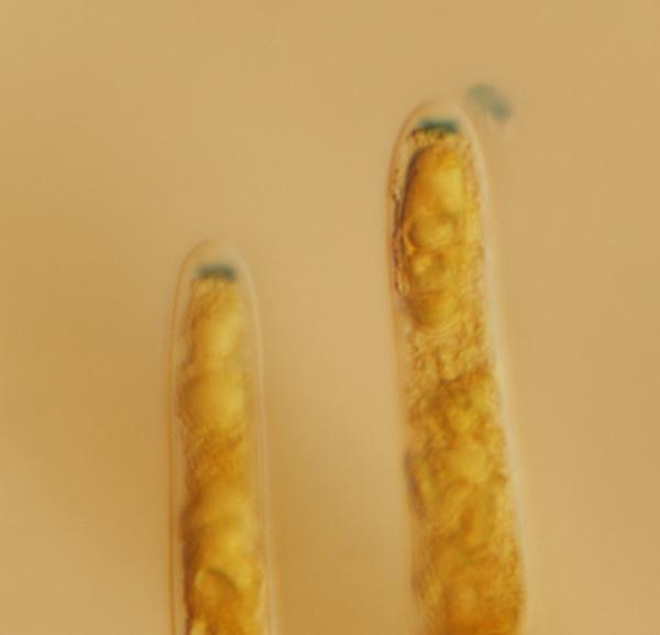 macrostoma