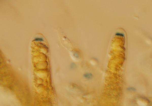 macrostoma