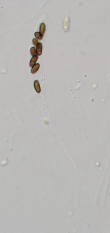 macrostoma