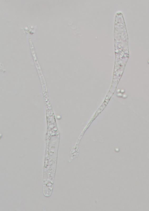 macrostoma