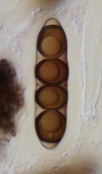macrostoma