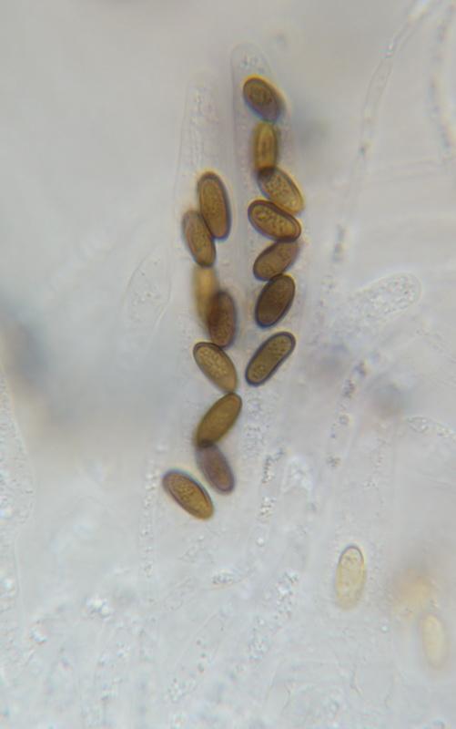 macrostoma