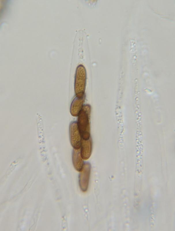 macrostoma