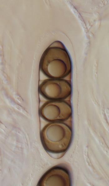 macrostoma
