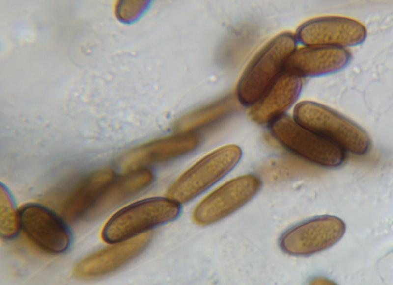 macrostoma