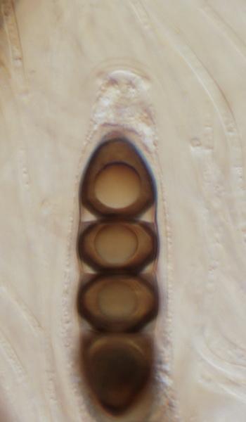 macrostoma