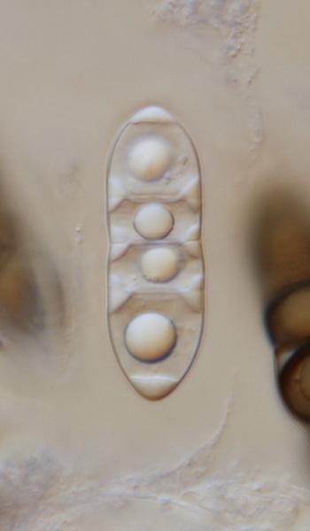 macrostoma